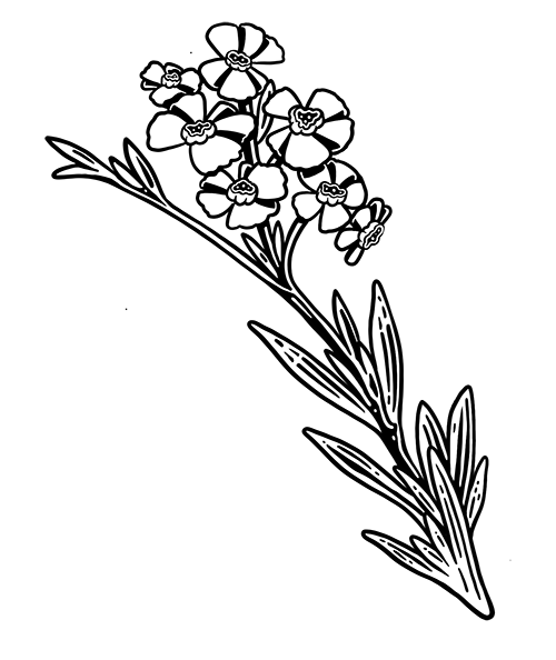 Juniper leaves